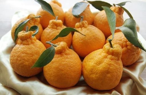 bibit jeruk dekopon sudah berbuah Kota Administrasi Jakarta Utara