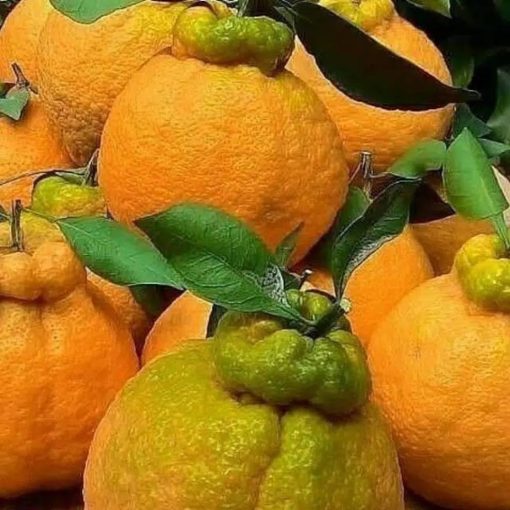 bibit jeruk dekopon super Lampung