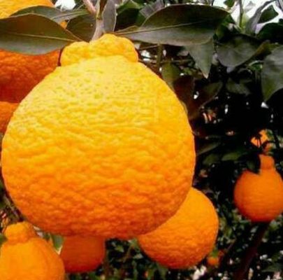 Bibit Jeruk Dekopon Tanaman Buah Berbunga Atau Berbuah Kebumen