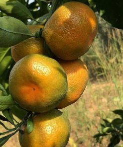 bibit jeruk keprok siem okulasi Lampung