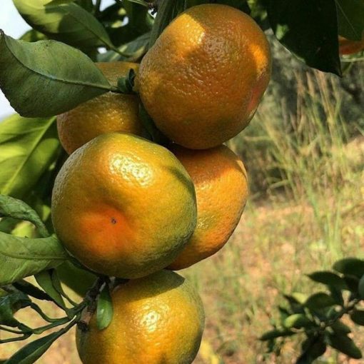 bibit jeruk keprok siem okulasi Lampung