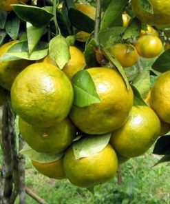 bibit jeruk keprok siem pontianak sudah berbuah Banten
