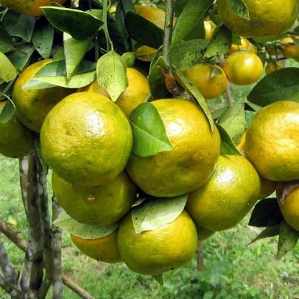 Gambar Produk bibit jeruk keprok siem pontianak sudah berbuah Banten
