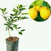 Bibit Jeruk Lemon Amrik Okulasi Cepat Berbuah Unggulan Kerinci