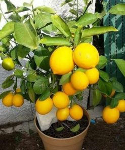bibit jeruk lemon Bogor