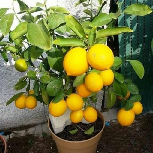bibit jeruk lemon Bogor