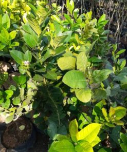 Bibit Jeruk Lemon California Berbunga Dan Berbuah Gunung Kidul