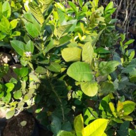 Bibit Jeruk Lemon California Berbunga Dan Berbuah Gunung Kidul