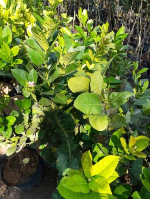 Bibit Jeruk Lemon California Berbunga Dan Berbuah Gunung Kidul