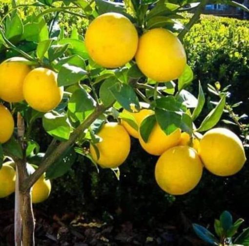 Bibit Jeruk Lemon California Berbunga Dan Berbuah Tomohon