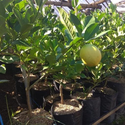 bibit jeruk lemon california import hasil cangkok cepat berbuah Jawa Barat