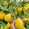 Bibit Jeruk Lemon California Sudh Berbuah Kampar