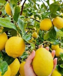 Bibit Jeruk Lemon California Sudh Berbuah Kampar