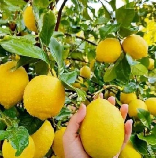 Bibit Jeruk Lemon California Sudh Berbuah Super Biak Numfor
