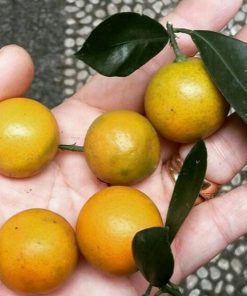 bibit jeruk lemon cui monde Kalimantan Barat