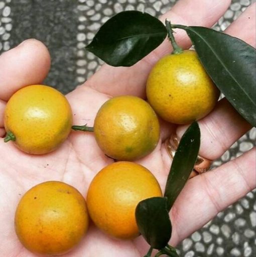 bibit jeruk lemon cui monde Kalimantan Barat