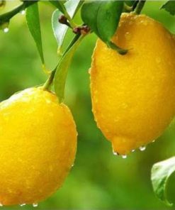 bibit jeruk lemon jumbo parfum Yogyakarta