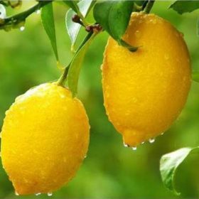 bibit jeruk lemon jumbo parfum Yogyakarta