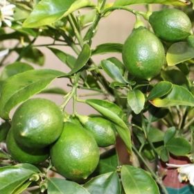 bibit jeruk lemon lokal Bitung