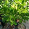 Bibit Jeruk Lemon Sudah Berbuah Tanaman Buah Kip - Cui Kasturi Kunci Kitna Songkit Gowa