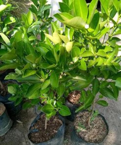 Bibit Jeruk Lemon Sudah Berbuah Tanaman Buah Kip - Cui Kasturi Kunci Kitna Songkit Gowa