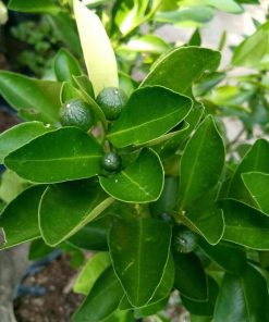 Bibit Jeruk Lemon Sudah Berbuah Tanaman Buah Kip - Cui Kasturi Kunci Kitna Songkit Indragiri Hilir