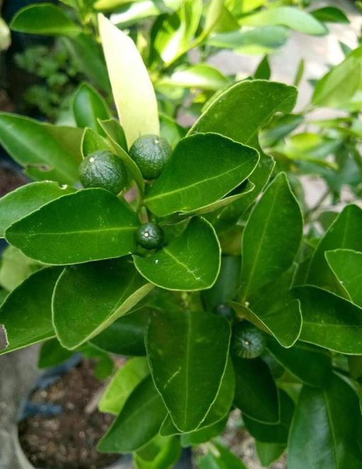 Bibit Jeruk Lemon Sudah Berbuah Tanaman Buah Kip - Cui Kasturi Kunci Kitna Songkit Indragiri Hilir