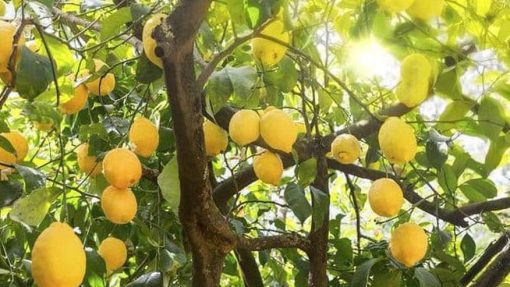 Bibit Jeruk Lemon Tanaman Buah Australia Sudah Berbuah Berbunga Aceh Timur