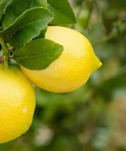 Bibit Jeruk Lemon Tanaman Buah Australia Sudah Berbuah Berbunga Merangin