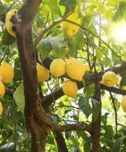 Bibit Jeruk Lemon Tanaman Buah Australia Unggul Okulasi Cepat Berbuah Import Samosir