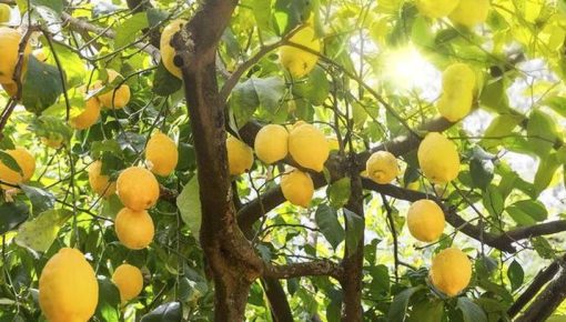 Bibit Jeruk Lemon Tanaman Buah Australia Unggul Okulasi Cepat Berbuah Import Samosir