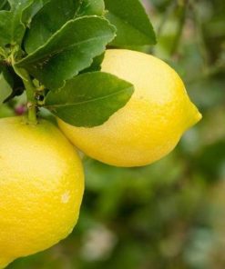 Bibit Jeruk Lemon Tanaman Buah Australia Unggul Okulasi Cepat Berbuah Import Tanjung Balai