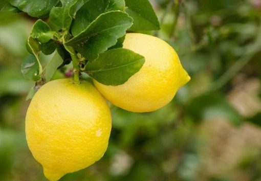 Bibit Jeruk Lemon Tanaman Buah Australia Unggul Okulasi Cepat Berbuah Import Tanjung Balai