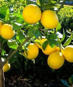 Bibit Jeruk Lemon Tanaman Buah California Okulasi Manggarai Timur
