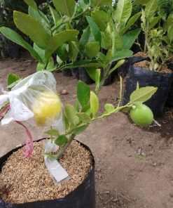 Bibit Jeruk Lemon Tanaman Buah California Super Berbunga Atau Berbuah Baru