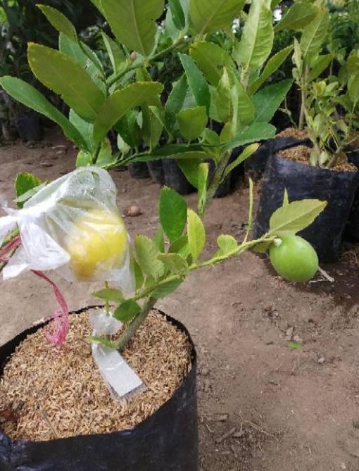 Bibit Jeruk Lemon Tanaman Buah California Super Berbunga Atau Berbuah Baru