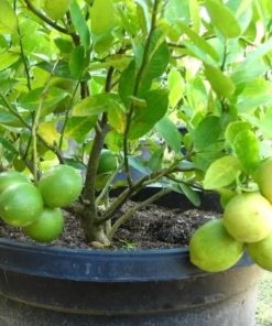 Bibit Jeruk Lemon Tanaman Buah California Super Berbunga Atau Berbuah Kapuas