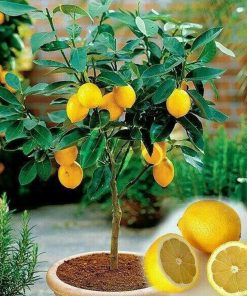 Bibit Jeruk Lemon Tanaman Buah Impor Berbuah Ciamis