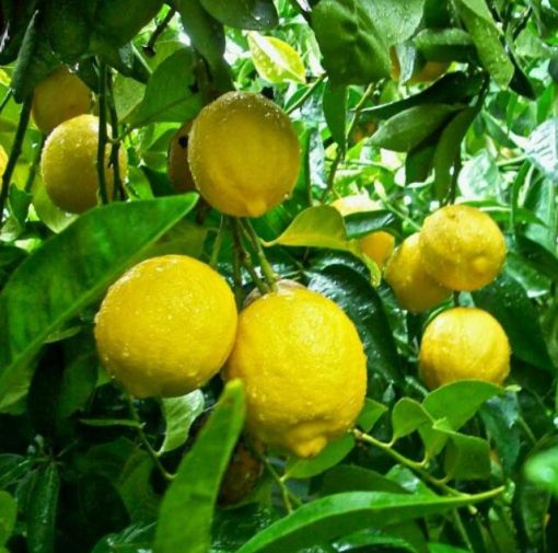 Bibit Jeruk Lemon Tanaman Buah Tea Buton Selatan