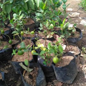 Bibit Jeruk Lemon Tanaman Buah Yogyakarta