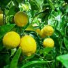Bibit Jeruk Lemon Tanaman Eureka Import Pidie Jaya