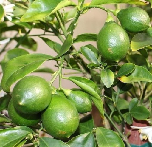 Bibit Jeruk Lemon Tanaman Lokal Cangkok Bekasi