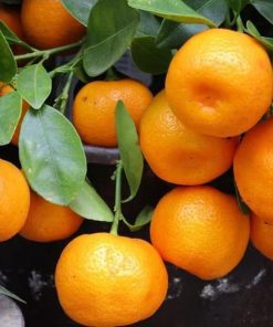 bibit jeruk mandarin Bengkulu