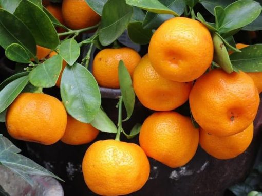 bibit jeruk mandarin Bengkulu