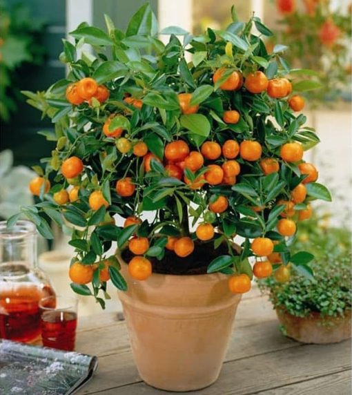 bibit jeruk mandarin ponkam manis cepat berbuah lebat Tegal