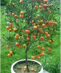 bibit jeruk mandarin super Prabumulih