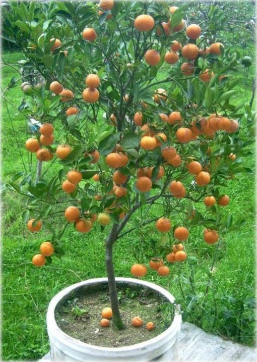 bibit jeruk mandarin super Prabumulih