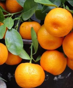 bibit jeruk mandarin Yogyakarta