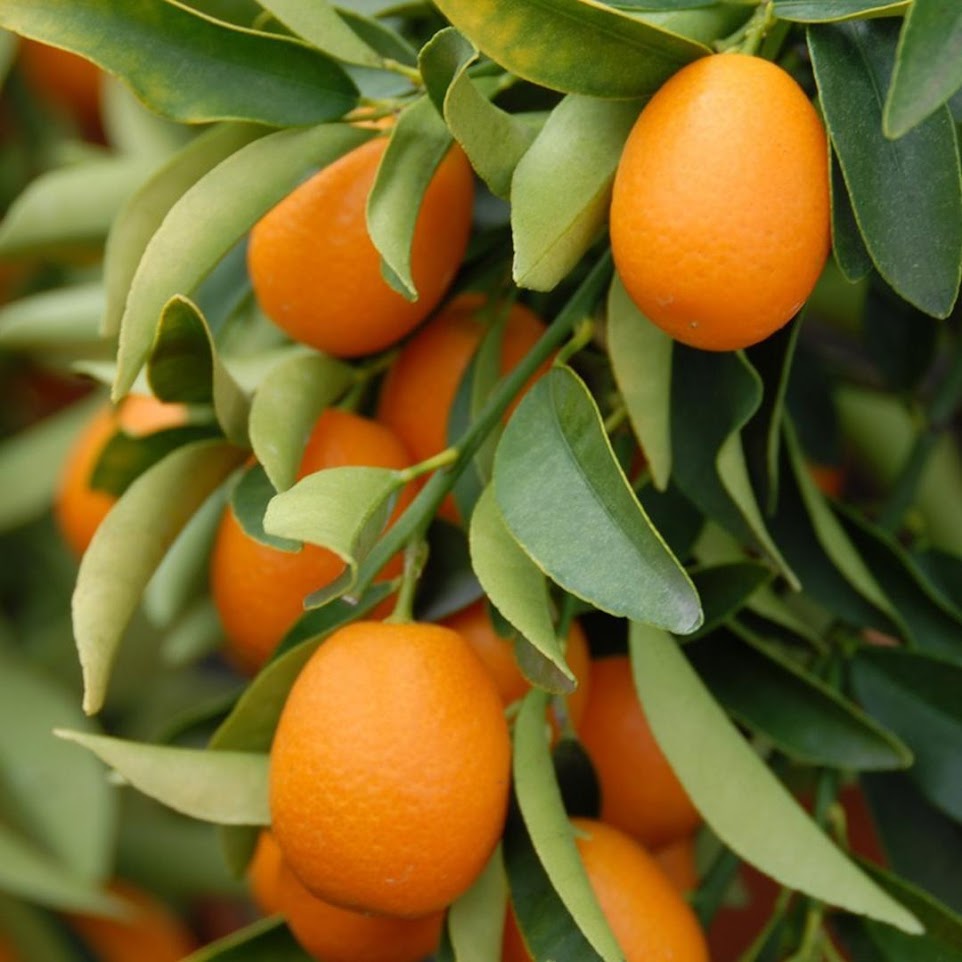 Gambar Produk bibit jeruk nagami 40 70cm Cimahi