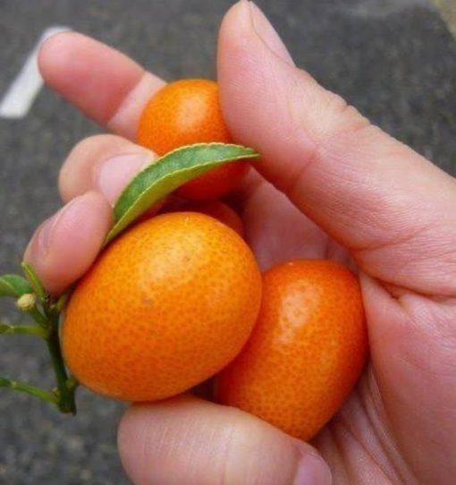 bibit jeruk nagami 50 80 cm tanaman bibit buah Kalimantan Selatan